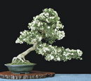 Brush Cherry